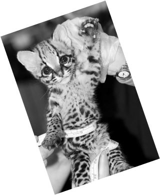 Ocelot